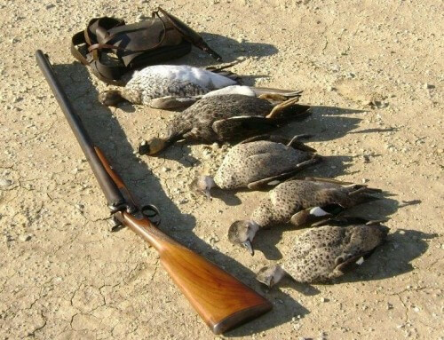 Old Reliable, three Grey Teal, one Black duck, one Wood duck and game bag.